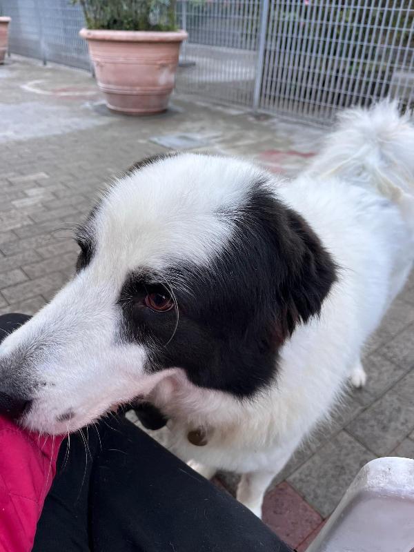 SIMBA MAREMMANO Foto 6